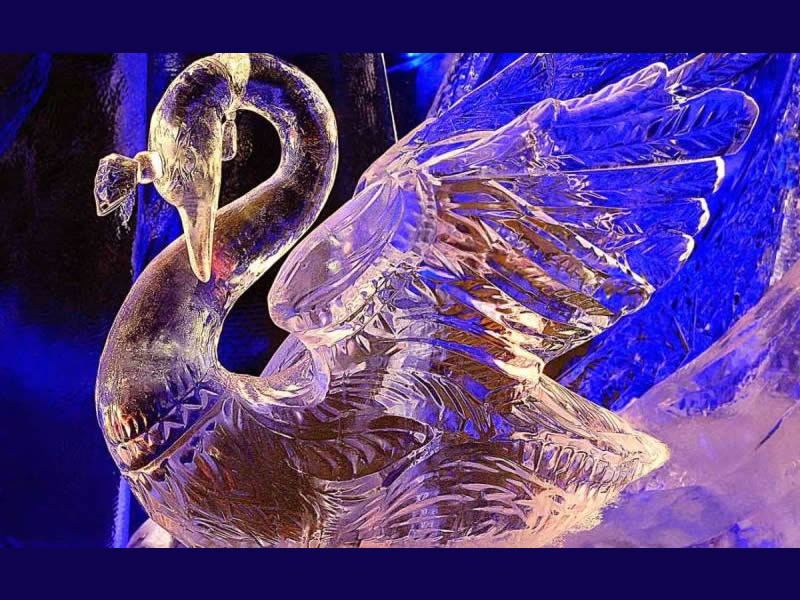 Cisne de Hielo en Lago